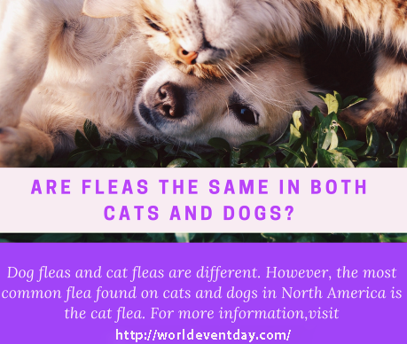 cat flea vs dog flea